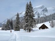 Day 5- out of the trees